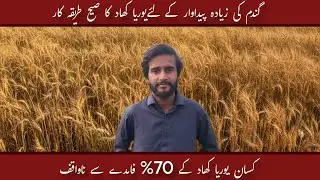 Best Nitrogen Fertilizer Schedule for Wheat | Maximum Yield Guide​