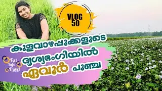 ദൃശ്യഭംഗിയിൽ ഏവൂർ പുഞ്ച I Evoor Puncha