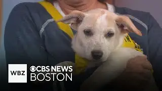 Puppies from Tennessee up for adoption at Shultz&rsquo;s Guest House in Dedham