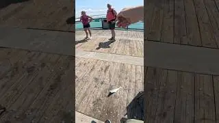 Using Spanish Mackerel for Shark Bait off Florida&rsquo;s Longest Pier 🦈