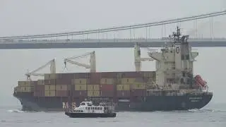 Container Ship《MSC TRADER II》Crossing the Tsing Ma Bridge in HK 20260128_C0034