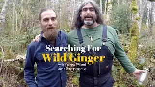 Snake Root Medicine | Wild Ginger with Herbal guest Sean Donahue | Harmonic Arts