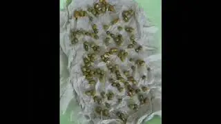 Life Cycle of Green Bean