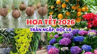 HOA TẾT 2026 ĐÃ VỀ TRÀN NGẬP, TUYỆT ĐẸP. #tranvanchanh #quehuong #mienque #tet #hoatet2026