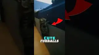 Cute furballs #shorts