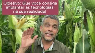 ACERTANDO o Tempo correto para a colheita do MILHO para silagem
