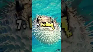 Top 10 Dangerous Animals | Top 10 EVERYTHING