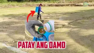 Palay na Walang Damo! Tingnan kung paano. Step-by-Step Sofit Herbicide Tutorial 2025