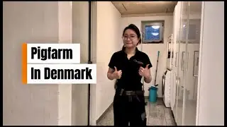 🐷 1 trang trại heo ở Đan Mạch sẽ như thế n&agrave;o, ở Đan Mạch c&oacute; dịch ASF kh&ocirc;ng ?  || Pig farm in Denmark