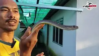 GUNA ULAR SEBAGAI PENGHALAU TIKUS DI RUMAH || MIJE SNAKEMASTER