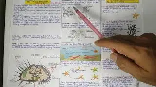 Phylum equinodermos