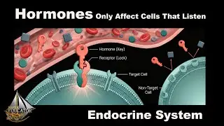 Endocrine System Explained | Major Glands, Hormones & Their Functions| AP Biology Concept