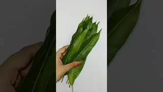 🍃🌼Mango leaf home decor ideas /toran #diy #shorts #shortvideo #trending #viralvideo