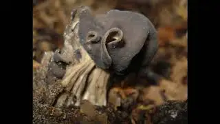 Helvella lacunosa