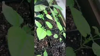 Growing Store Bought Annatto Seeds #Gardening #Annatto  #LipstickTree
