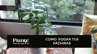 Como podar tus pachiras