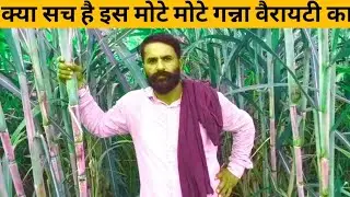 इस वैरायटी में बन रहे बहुत मोटे मोटे गन्ने,मील कोल्हू सभी है लेने को तैयार