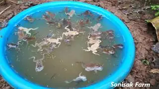 Farming Pailin - Amazing Asian Frog Farm - How to Frog farming step by strep #02