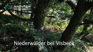 Niederw&auml;lder Visbeck - Natursch&auml;tze S&uuml;dwestfalens