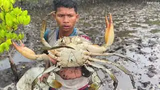 Giant Mud Crabs Catching in Mangrove Forest | Barehanded with Brave Boy