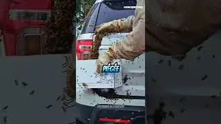 Essaim d'abeilles envahit une voiture : sauvetage r&eacute;ussi #abeilles  #essaim #apiculture  #voiture
