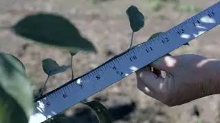 Managing High Density Apple Orchards | Planting New Orchards (Year 1)