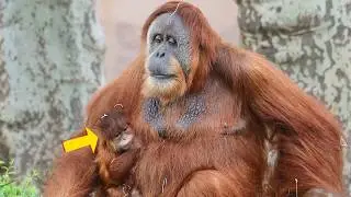Witness the Love: A Sumatran Orangutan Mother and Her Child