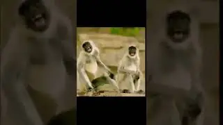 Monkey Laughing Meme #shorts #memes #meme #short