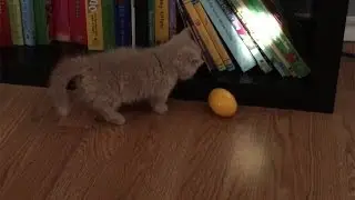 George the Cat as a Kitten 1 - Official George2legs