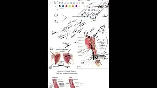 Brcahial Plexus, Flexors, Extensors