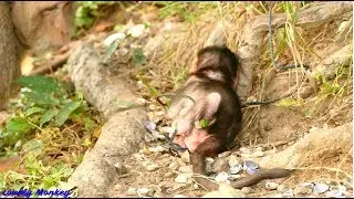 Newborn Baby Monkey Charlee Fall Back Many Time But Still Keep Struggle and Mom Support Behind