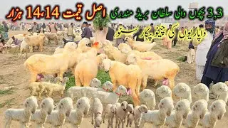  Braind sultan nasil 3,3 bachon wali mundri bahdy || #kakkabillasultanmundra #topclassablakmundra 