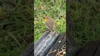 #beautiful and #friendly #birds #birdwatching #friends #wow #amazing #shorts #youtubeshorts
