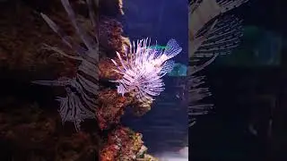 The Lion Fish - Skrzydlica (Lionfish)