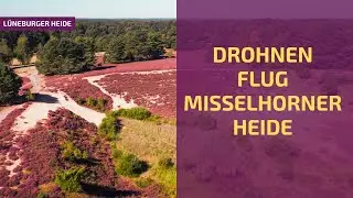 Heidebl&uuml;te in der Misselhorner Heide | L&uuml;neburger Heide