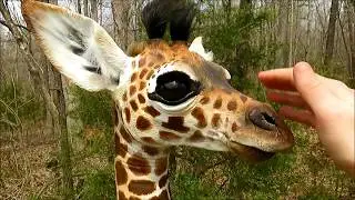 Amahle the Masai Giraffe || Art Sculpture