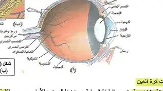 علم الاحياء الصف الثالث المتوسط #حاسة_البصر صفحة 154