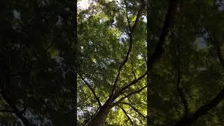 4K Nature Preview 🌳 Ground-Level Calm & Wind in the Trees