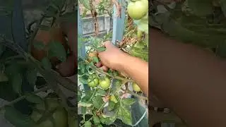 Organic tomato 🍅🍅# or ganic farming #shorts #want