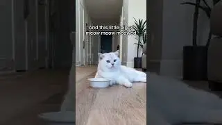 ugh these bautifull cat#short #viral #youtubeshort #cat#newstatus