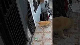 #loveanimals #careforanimals #respectanimals #dog #goldenretriever #cctv #shorts #views #viral #fyp