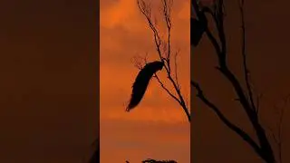 Sunday serenity  #WildlifeVibes #SundayWildlife #NatureFrames #WildlifePhotography #Birding #NatureL
