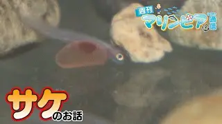 週刊マリンピア通信　＃199 サケ