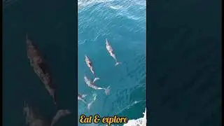 Dolphin Fish