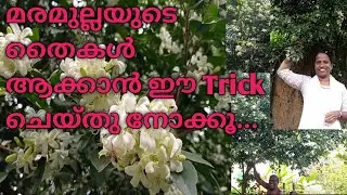 മരമുല്ല/// Maramulla care in malayalam // തൈകൾ നിറയാൻ