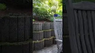 Spezieller Vogelruf