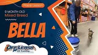 9 mo Mix Breed Bella ~ Best Mixed Breed Trainers ~ Off Leash K9 Training Phoenix