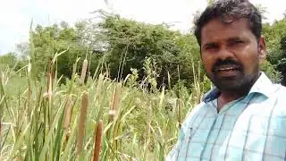 Typha angustifolia#Typhaceae(Suresh N)