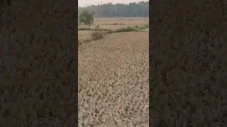 Paddy stubble...