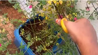 பட்டன் ரோஸ்ல இப்பிடி இருக்கானு செக் பண்ணுங்க | butter milk fertilizer | fish amino acid | garden 